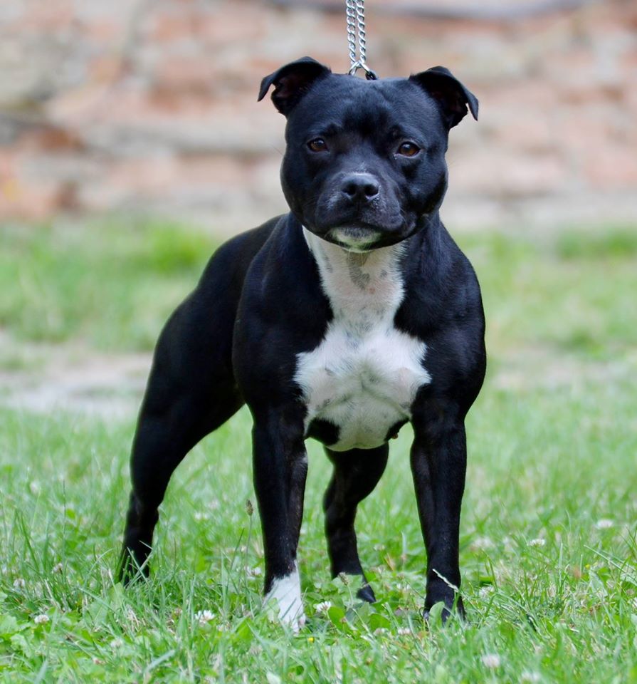 Ch. Desert Rose Canea Bulls